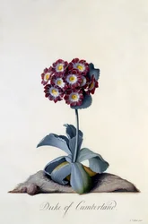 Aurícula Duque de Cumberland c.1743